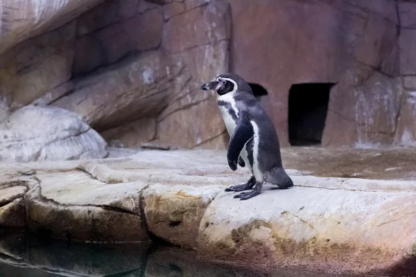 Tučňák v zoo Kypr — Stock fotografie