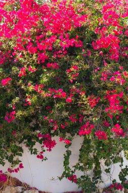 tasarımınız için çiçek kartpostal