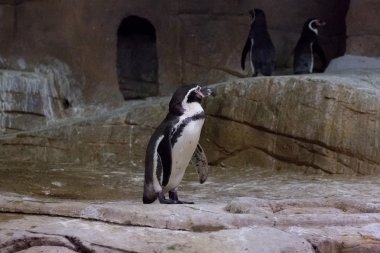 Penguen Kıbrıs hayvanat bahçesinde