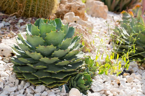Grote cactus uit Cyprus — Stockfoto