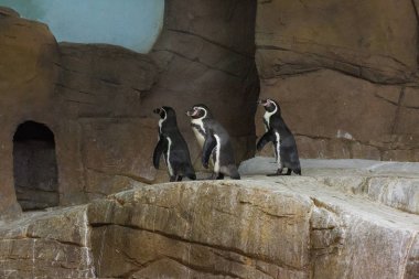 Penguen Kıbrıs hayvanat bahçesinde