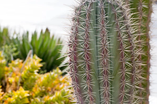 Grote cactus uit Cyprus — Stockfoto