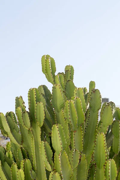 Cactus grandes de Chipre Imagen de archivo