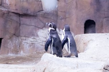 Penguen Kıbrıs hayvanat bahçesinde