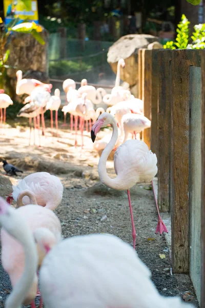 Flamants roses au zoo — Photo