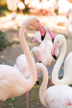 Hayvanat bahçesinde pembe flamingolar