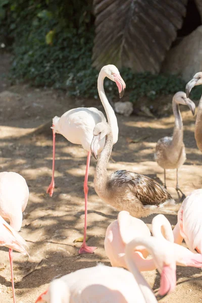 Flamants roses au zoo — Photo