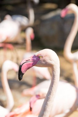Hayvanat bahçesinde pembe flamingolar