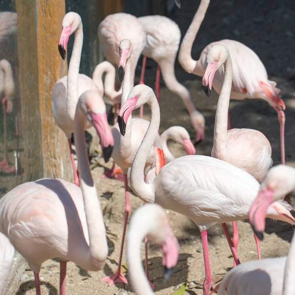 प्राणीसंग्रहालय येथे गुलाबी फ्लेमिंगो — स्टॉक फोटो, इमेज