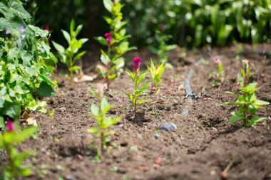 tasarımınız için çiçek kartpostal