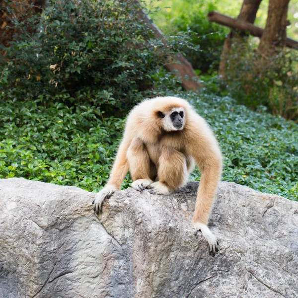 可爱的猴子坐在石头上 — 图库照片