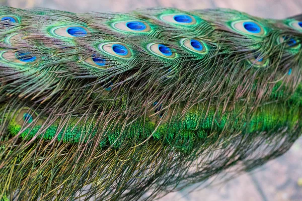 Beautiful peacock feather — Stock Photo, Image