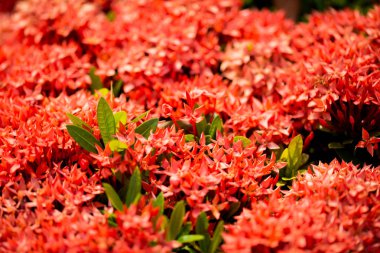 tasarımınız için çiçek kartpostal