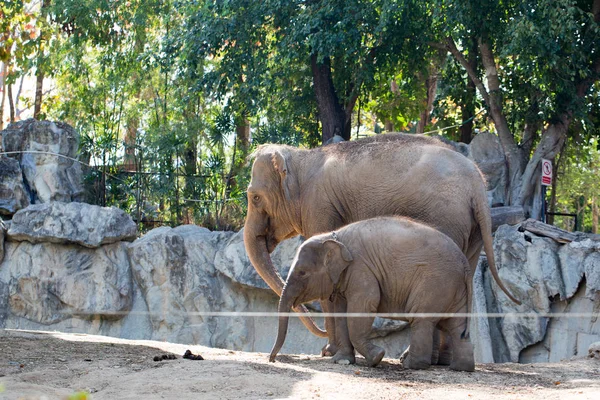 Der kleine Elefant mit Mutter — Stockfoto