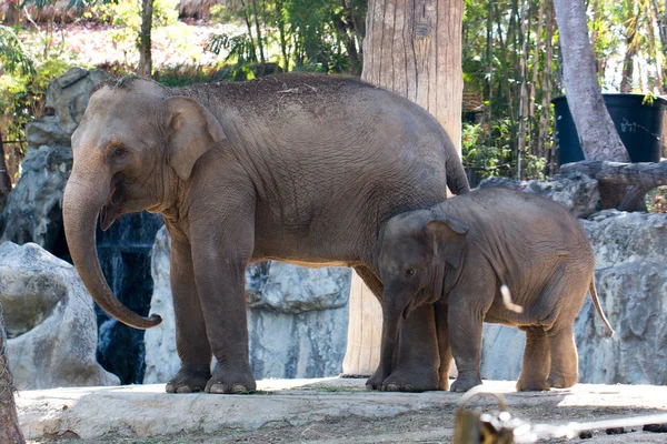 Der kleine Elefant mit Mutter — Stockfoto