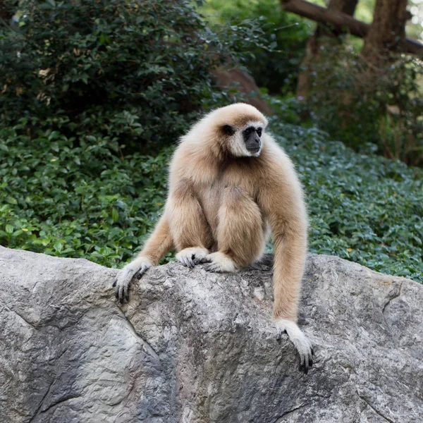 Lindo mono sentado en la piedra —  Fotos de Stock