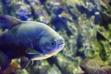 Akvaryumdaki güzel renkli balıklar