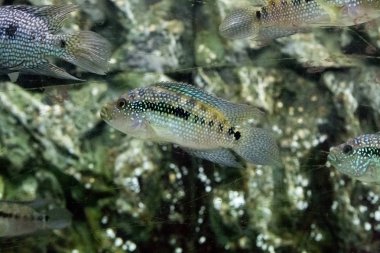 Akvaryumdaki güzel renkli balıklar