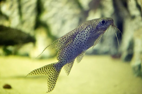 Hermosos peces de colores en el acuario — Foto de Stock