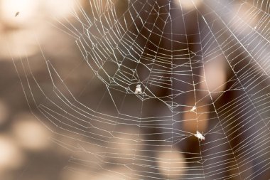 Bir örümcek ağı içinde sinek yakaladı