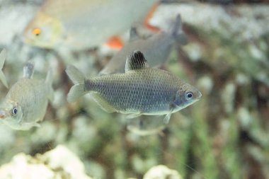 Akvaryumdaki güzel renkli balıklar