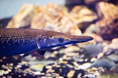 Akvaryumdaki güzel renkli balıklar