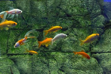 Akvaryumdaki güzel renkli balıklar