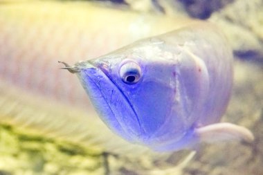 Akvaryumdaki güzel renkli balıklar