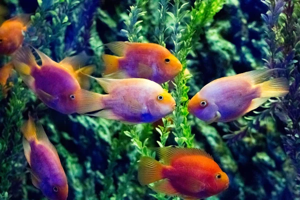 Beau poisson coloré dans l'aquarium — Photo