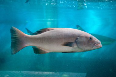 Güzel renkli balık içinde belgili tanımlık akvaryum, Vietnam
