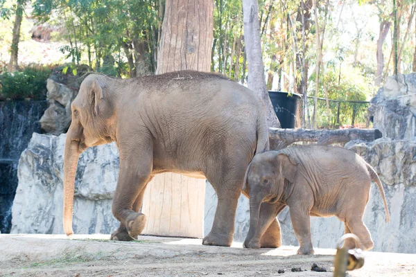Gajah kecil dengan ibu — Stok Foto