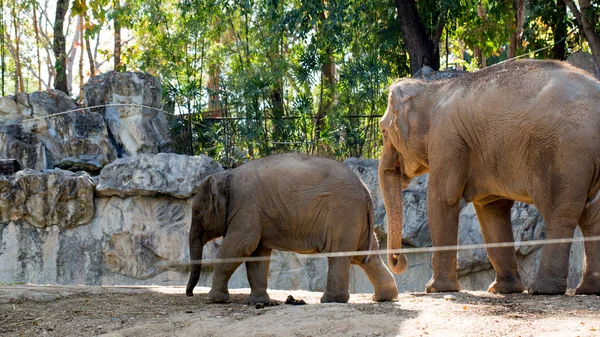 Der kleine Elefant mit Mutter — Stockfoto