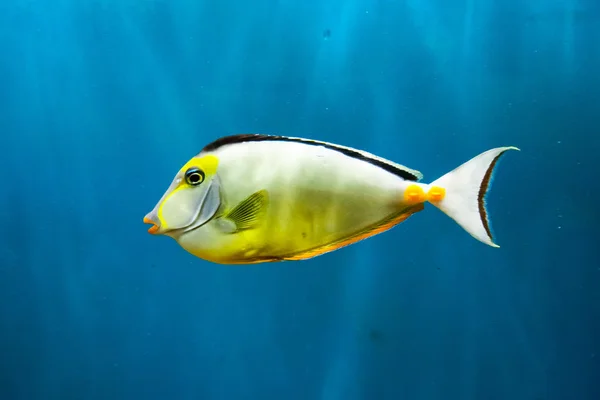 Beautiful colorful fish in the aquarium, Vietnam — Stock Photo, Image
