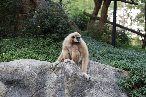猴子爬上一块石头 — 图库照片
