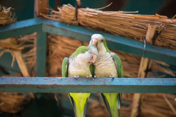 Young couple parrots — Stock Photo, Image