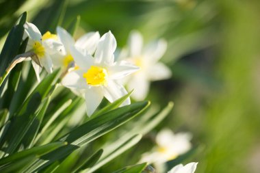 Tasarımınız için renkli çiçekler
