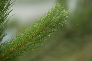 Yağmur sonrası dal yeşil ağaçlar iğne
