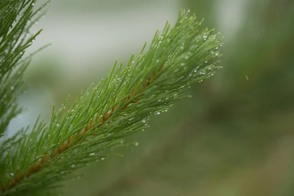 Yağmur sonrası dal yeşil ağaçlar iğne — Stok fotoğraf