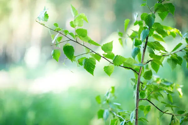 树枝上的小绿叶 — 图库照片