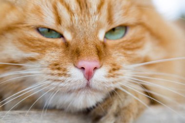 güzel kırmızı kedi