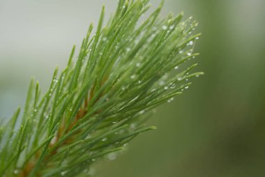 Yağmur sonrası dal yeşil ağaçlar iğne