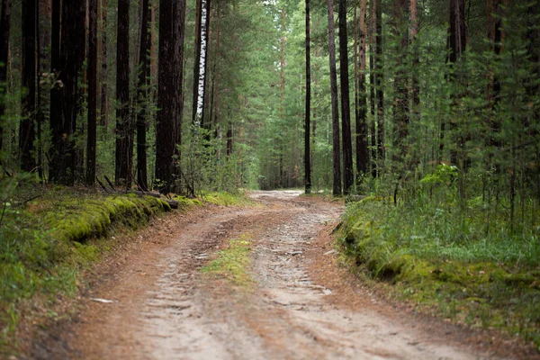 Forest road Foto — Stockfoto