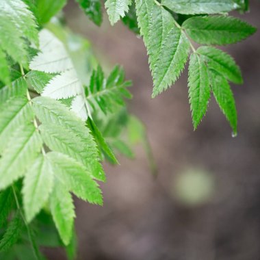 Dal yeşil yaprakları