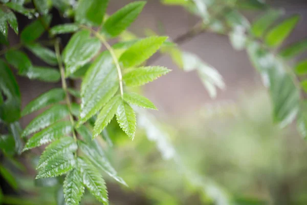 Le foglie verdi su un ramo — Foto Stock