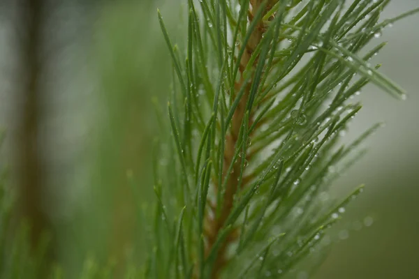 Зеленые ветви иглы после дождя — стоковое фото