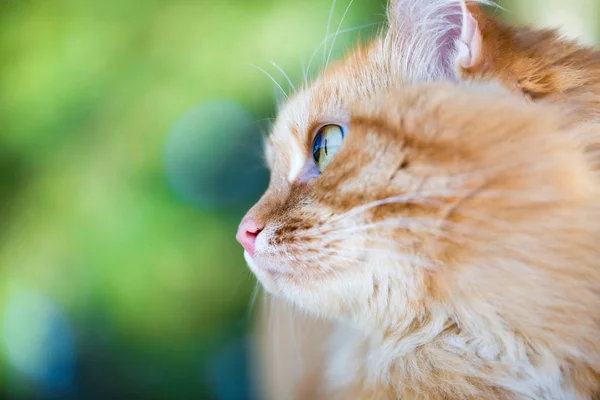美丽的红猫 — 图库照片