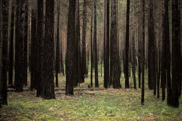 Los árboles en el bosque —  Fotos de Stock