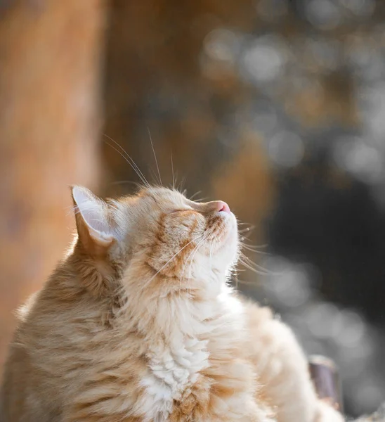 Schöne rote Katze — Stockfoto