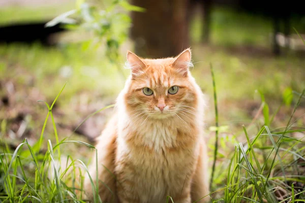 Hermoso gato rojo en la hierba — Foto de Stock