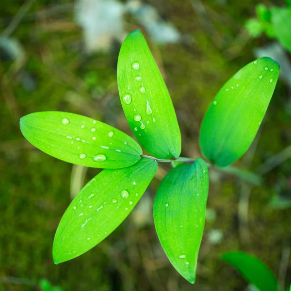 緑の葉に露の滴kapka Rosy na zelený list — Stock fotografie